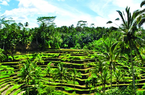 Creative Holidays - Bali rice field