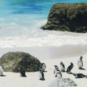 Boulders-Beach-Penguins-South-Africa