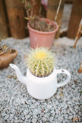 cactus in teapot