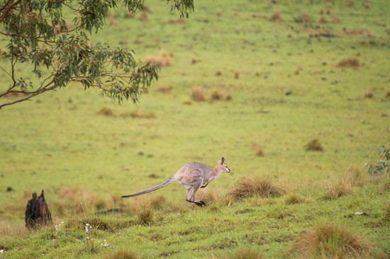 kangaroo at spicers