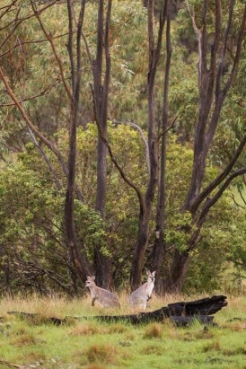 kangaroos at spicers canopy