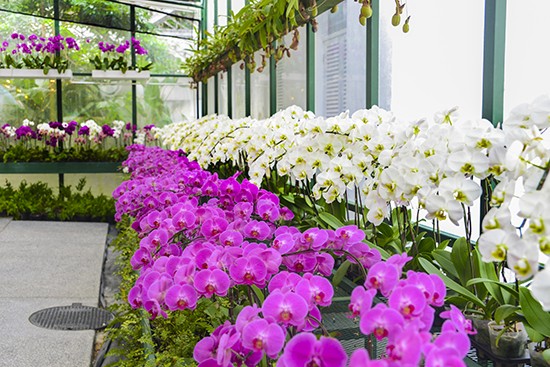 Majestic Orchid Room