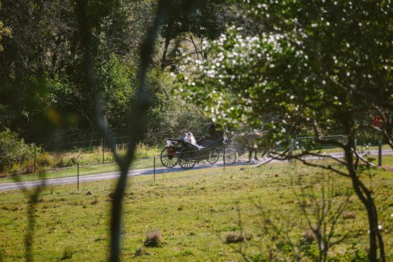 Bride in horse and carriage