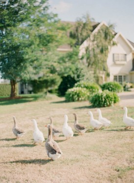 Geese at Summerfields