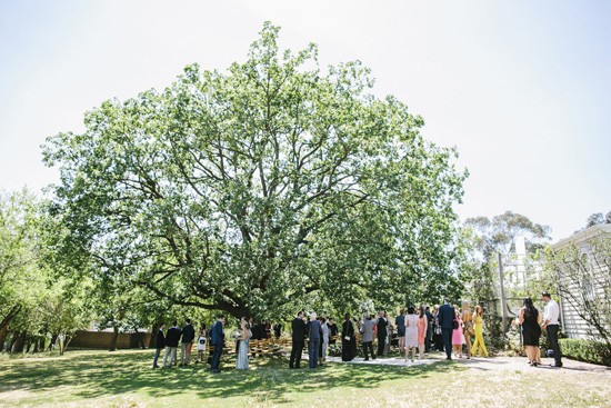 Oak tree at Heidi