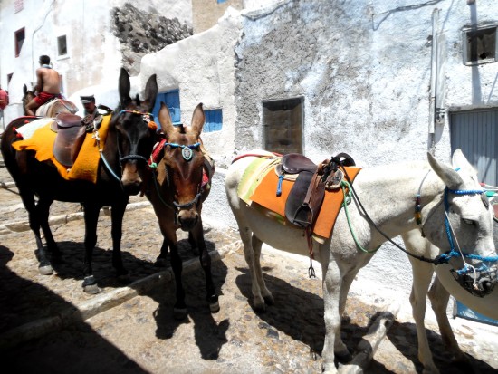 Donkeys 5.7.15 Santorini