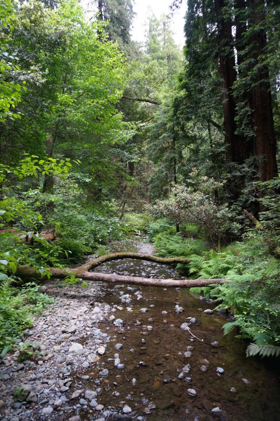 Muir Woods stream