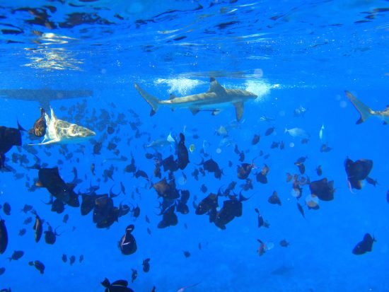 Swimming with reef sharks