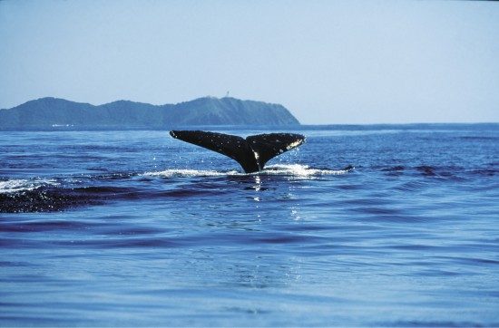 Whale-Watching-550x362
