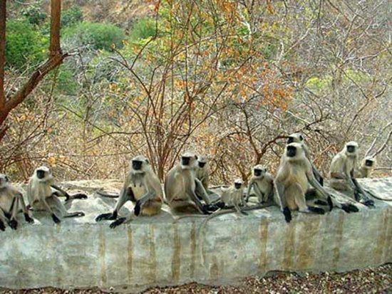 kumbhalgarh-wildlife-sanctuary-4
