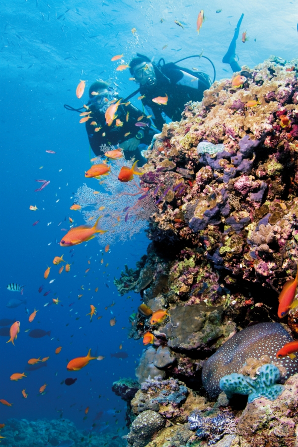Reef diving. Image via Tourism Whitsundays