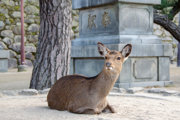 Deer on Miyajima island. Image via Pen Ash